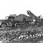 Beet Loader