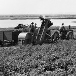 Beet Loader